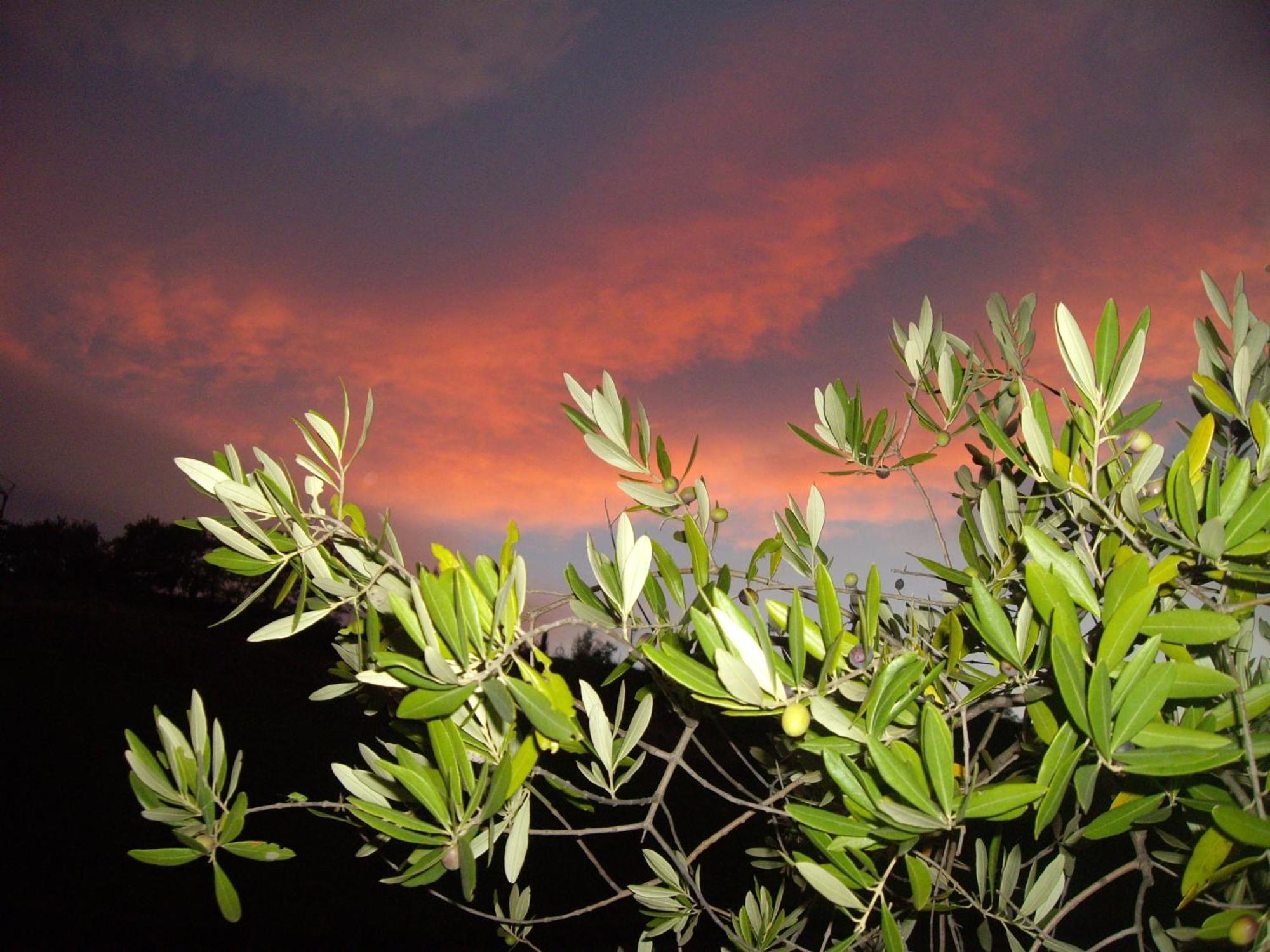 Agriturismo Il Borgo Degli Ulivi Roseto Degli Abruzzi Buitenkant foto