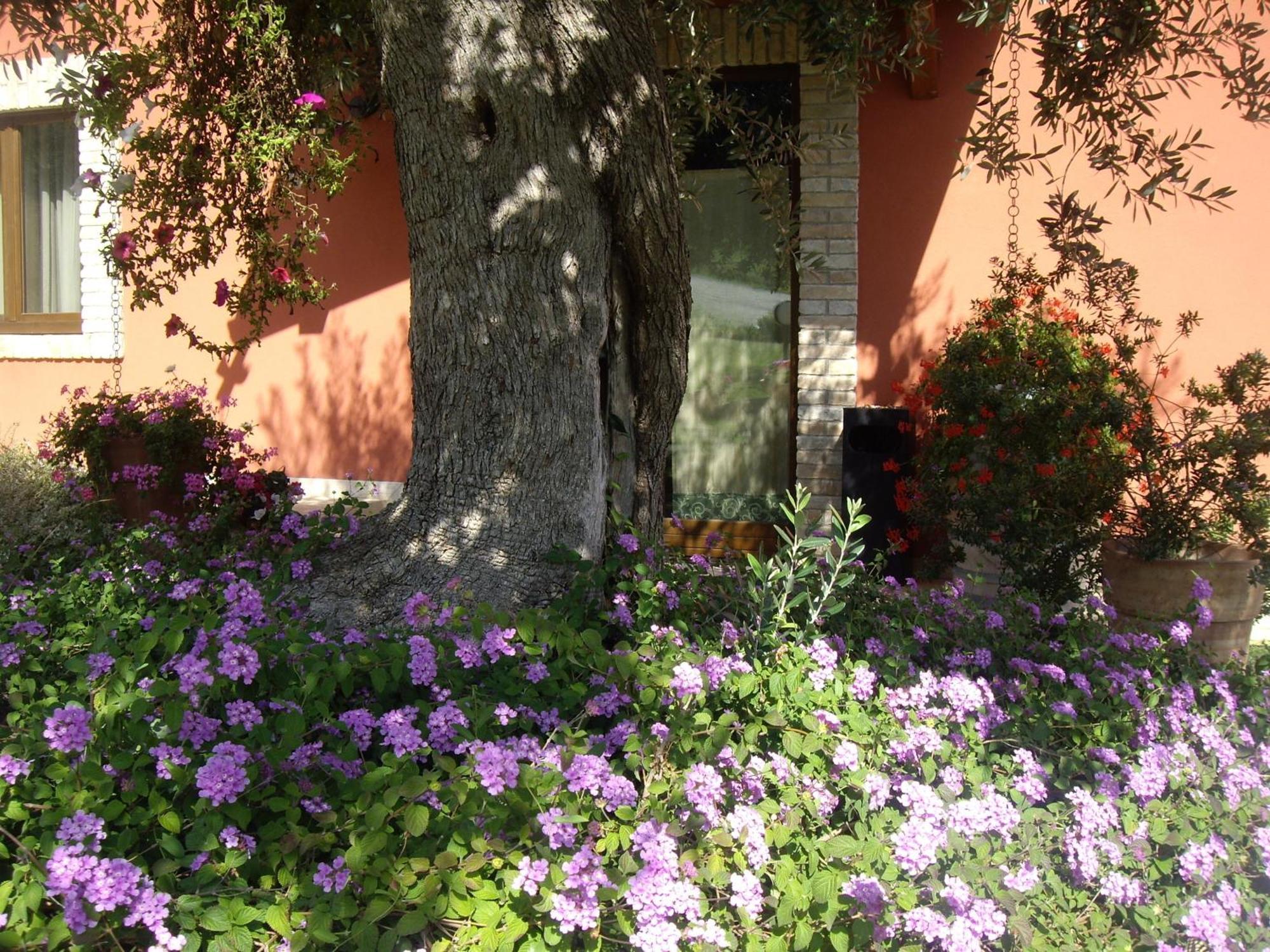 Agriturismo Il Borgo Degli Ulivi Roseto Degli Abruzzi Buitenkant foto