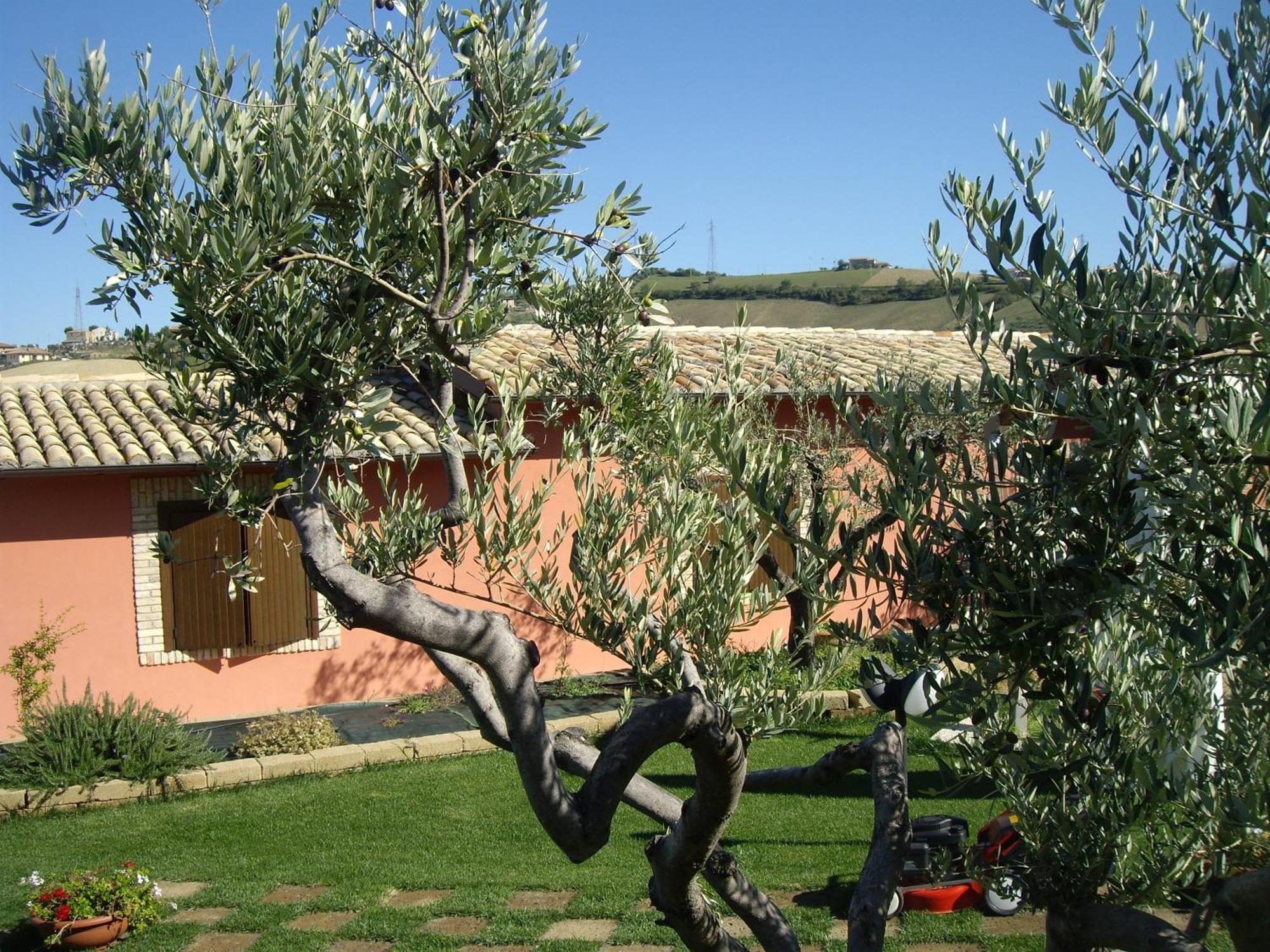 Agriturismo Il Borgo Degli Ulivi Roseto Degli Abruzzi Buitenkant foto
