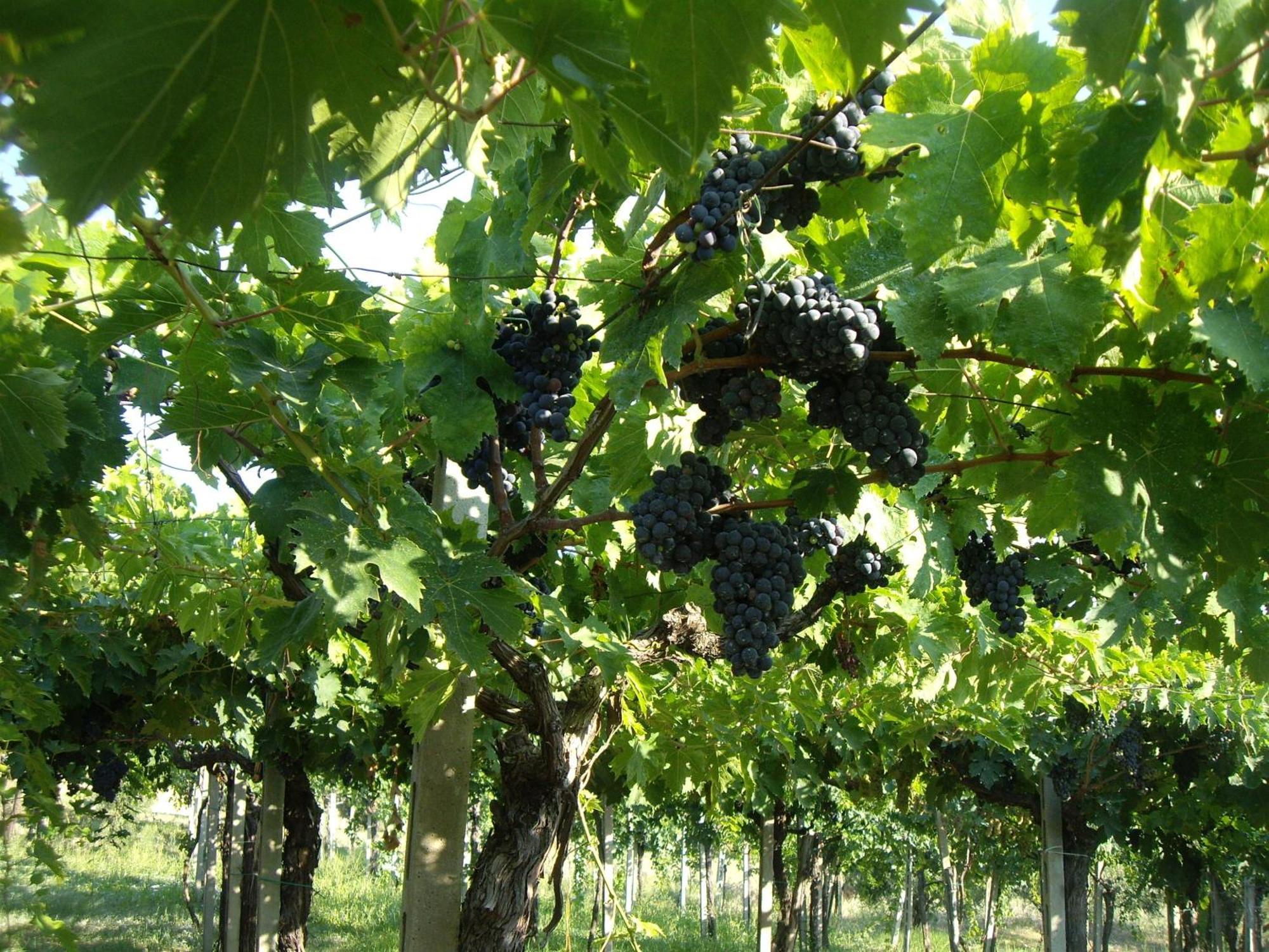 Agriturismo Il Borgo Degli Ulivi Roseto Degli Abruzzi Buitenkant foto