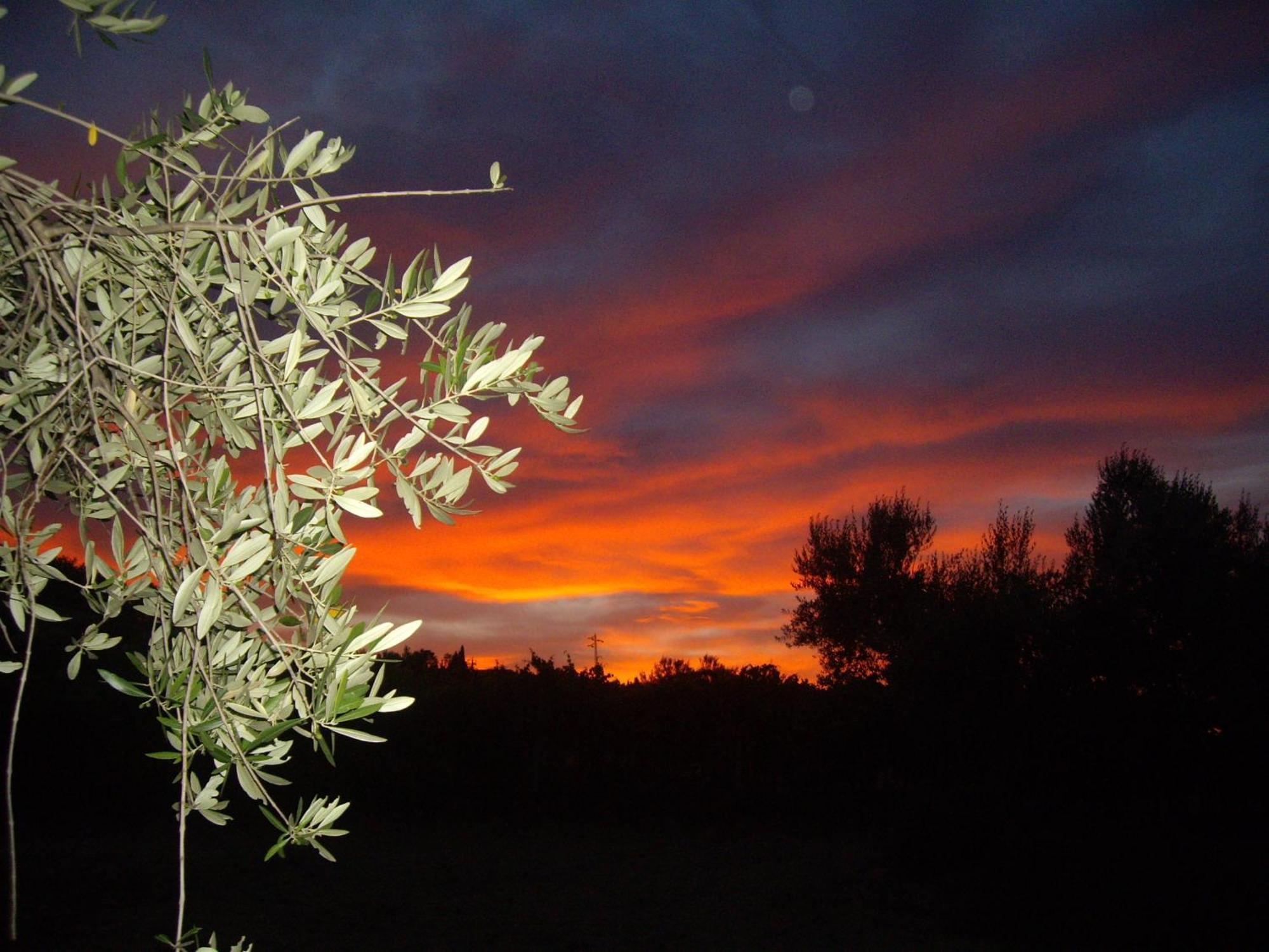 Agriturismo Il Borgo Degli Ulivi Roseto Degli Abruzzi Buitenkant foto