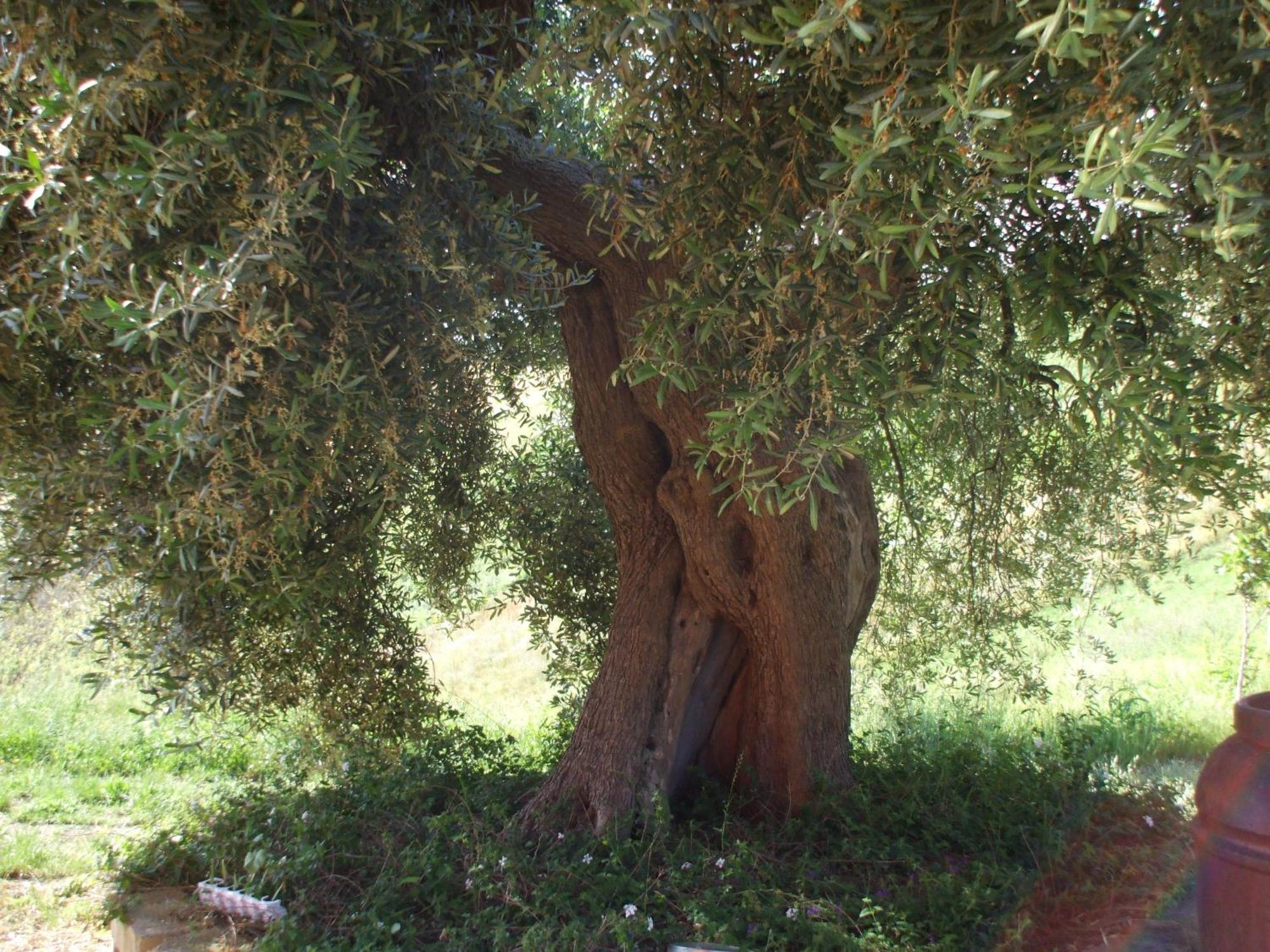 Agriturismo Il Borgo Degli Ulivi Roseto Degli Abruzzi Buitenkant foto