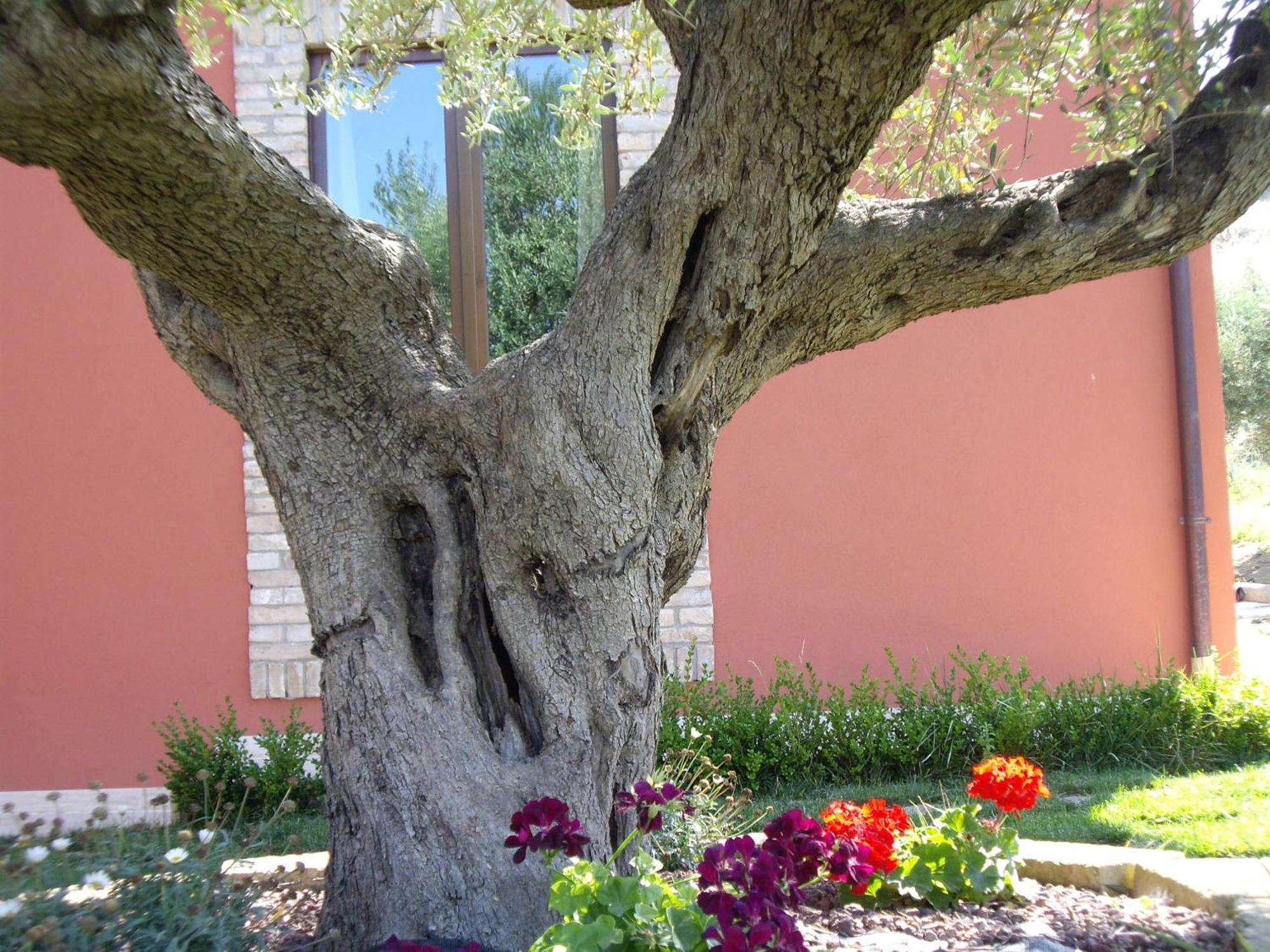 Agriturismo Il Borgo Degli Ulivi Roseto Degli Abruzzi Buitenkant foto
